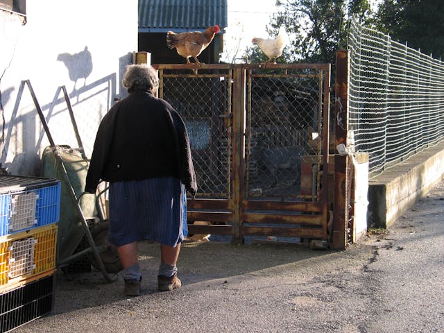 Un investissement rentable : une grande ferme de poules pondeuses